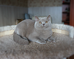Кошки в Санкт-Петербурге: Британский лиловый. Мальчик, Бесплатно - фото 1