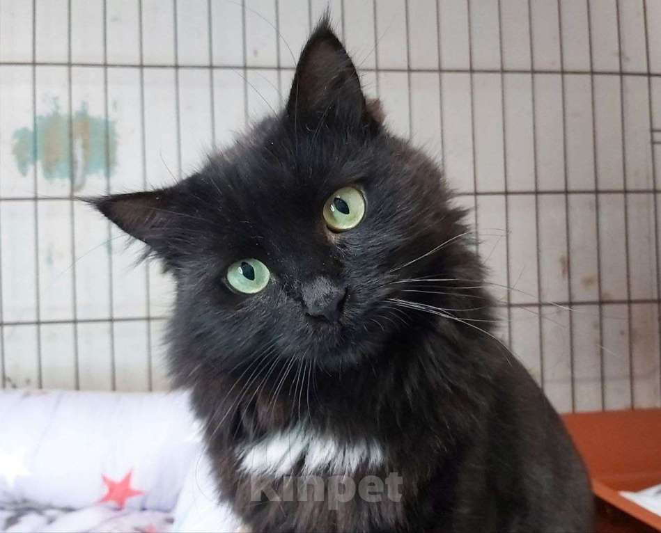 Кошки в Москве: Цицилия Девочка, Бесплатно - фото 5