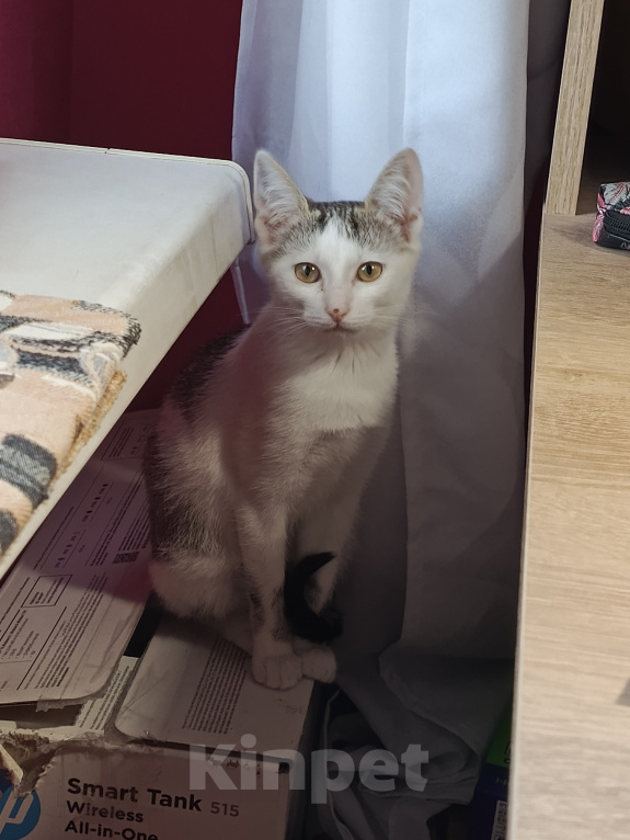 Кошки в Калуге: Котенок в добрые руки Девочка, Бесплатно - фото 1