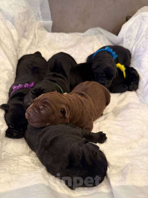 Собаки в Ореховом-Зуево: инбридинговая вязка(от легендарного американского чемпиона) , бронь, 6 щенков Мальчик, Бесплатно - фото 2