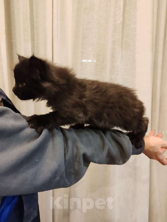 Кошки в Москве: Мейн-кун  черный дым Мальчик, 50 000 руб. - фото 5