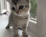 Кошки в Люберцах: Продам котяток -мраморный британец , 4 000 руб. - фото 2