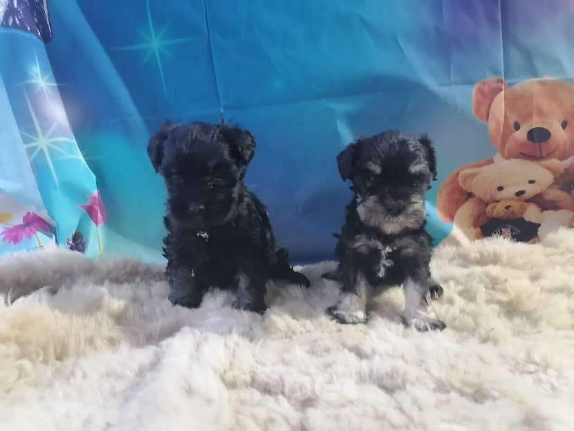 Собаки в Санкт-Петербурге: Девочка цвергшнауцера чёрная с серебром. Девочка, 40 000 руб. - фото 2