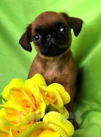 Собаки в Москве: рыжий мальчик пти брабансона Мальчик, 45 000 руб. - фото 2