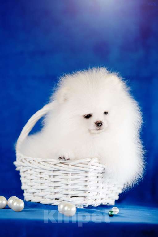 Собаки в Москве: Бело-кремовый мальчик Мальчик, 85 000 руб. - фото 4