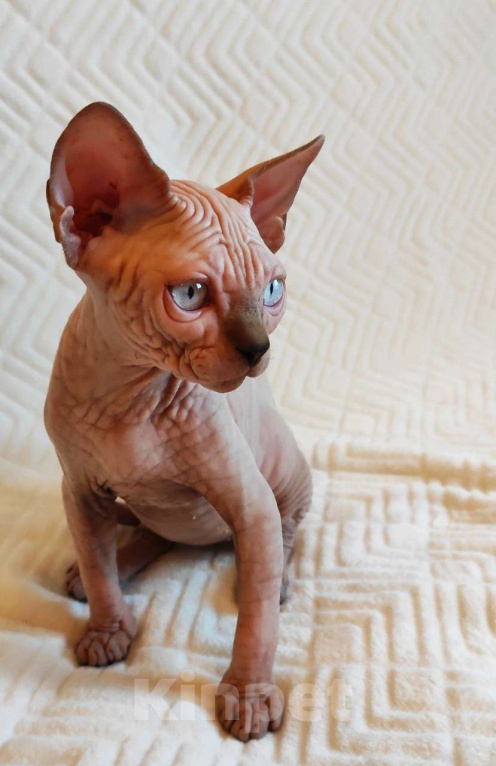 Кошки в Москве: Котёнок канадского сфинкса Мальчик, 35 000 руб. - фото 6