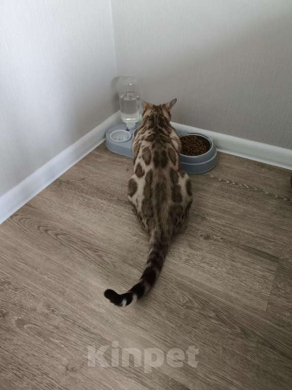 Кошки в Санкт-Петербурге: Бенгальский котенок  Мальчик, 25 000 руб. - фото 3