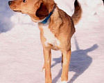 Собаки в Балашихе: Милый ласковый пёсик 1,5 г из приюта Мальчик, Бесплатно - фото 3
