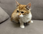 Кошки в Жуковском: Котёнок (рыженький) Мальчик, Бесплатно - фото 7