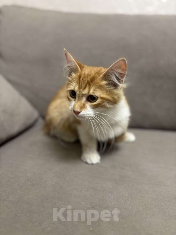 Кошки в Жуковском: Котёнок (рыженький) Мальчик, Бесплатно - фото 7