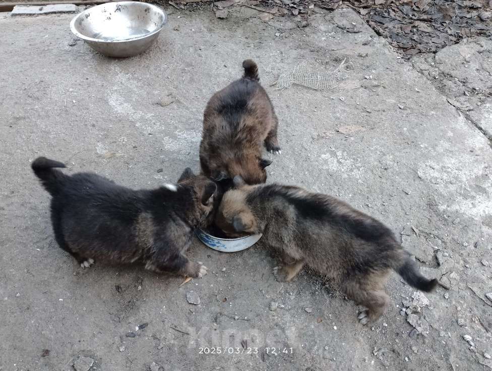 Собаки в Санкт-Петербурге: Макс Мальчик, 10 руб. - фото 7