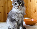 Кошки в Москве: Котик из питомника Мальчик, Бесплатно - фото 2