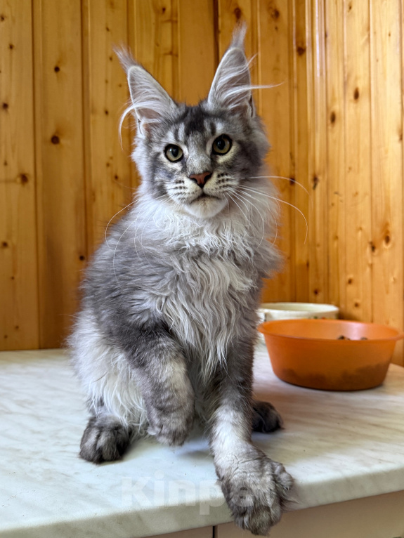 Кошки в Москве: Котик из питомника Мальчик, Бесплатно - фото 2