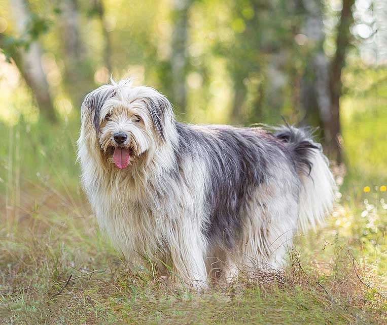 Собаки в Москве: Молодая некрупная собачка Груша ищет дом  Девочка, 10 руб. - фото 1