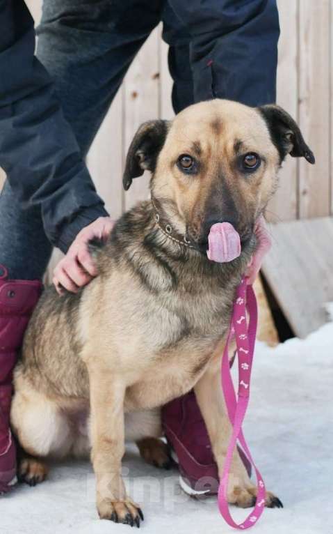 Собаки в Санкт-Петербурге: Семейный пёс небольшого размера Мальчик, Бесплатно - фото 6