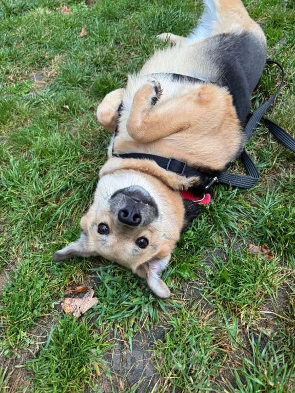 Собаки в Москве: Плюшевая Вики живет и надеется в приюте Девочка, Бесплатно - фото 6