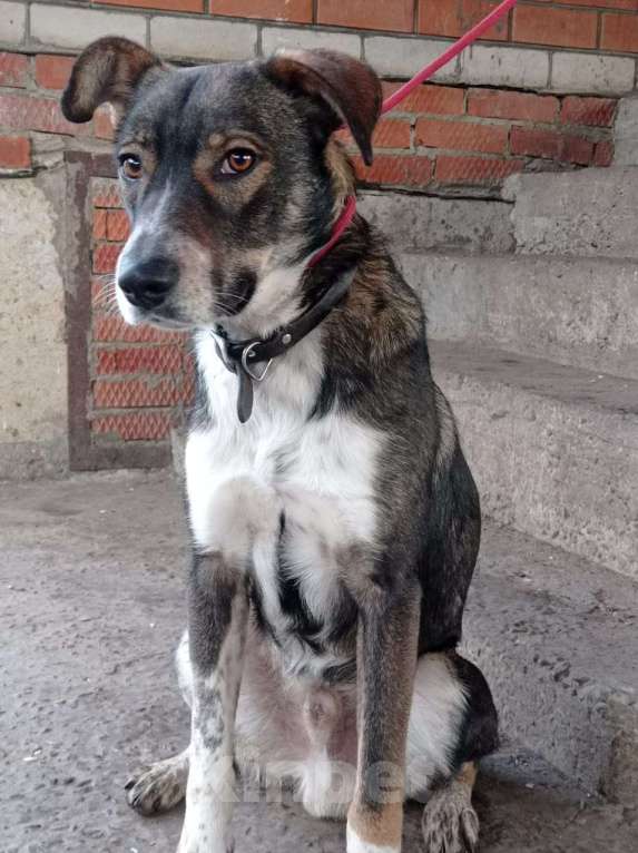 Собаки в Краснодаре: ДЖЕМ СУПЕР ОХРАННИК Мальчик, Бесплатно - фото 5