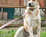 Собаки в Москве: Очаровательная Лиса в добрые рука Девочка, Бесплатно - фото 1