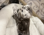 Кошки в Курганинске: Шотландские котята Мальчик, Бесплатно - фото 2