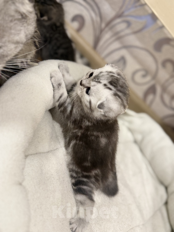 Кошки в Курганинске: Шотландские котята Мальчик, Бесплатно - фото 2