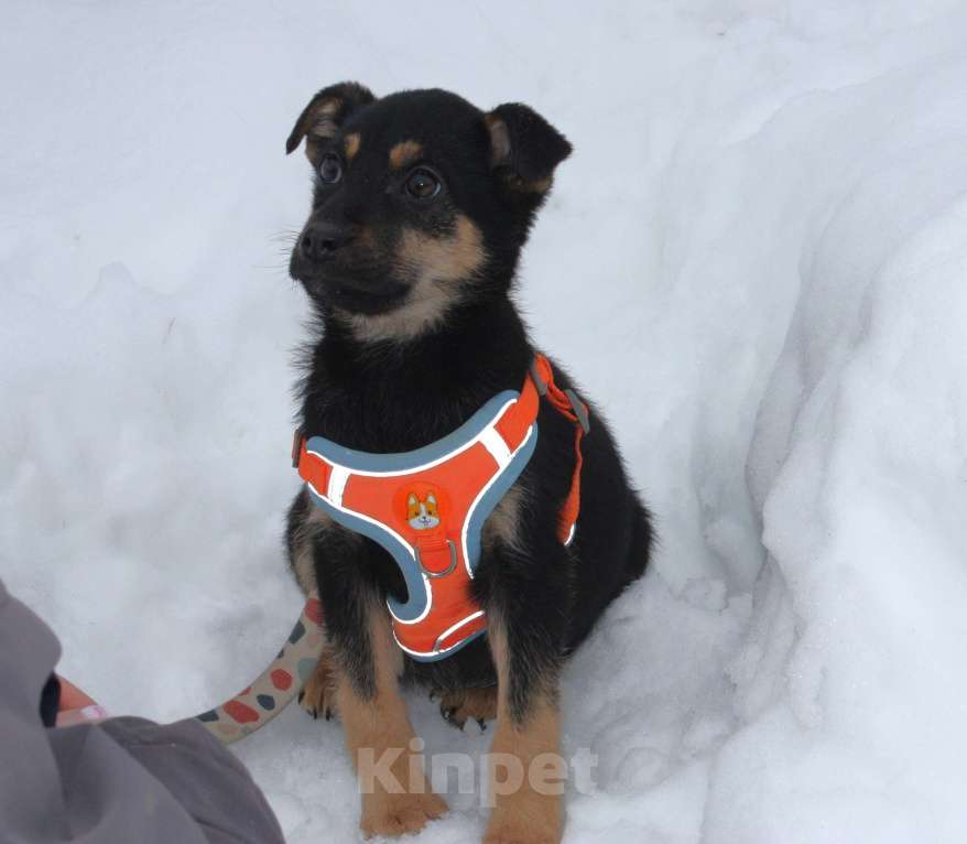 Собаки в Москве: Маленькой красоточке Айке очень нужны дом и семья Девочка, Бесплатно - фото 4