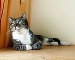 Кошки в Перми: Дженифер ищет дом! Девочка, 1 руб. - фото 3