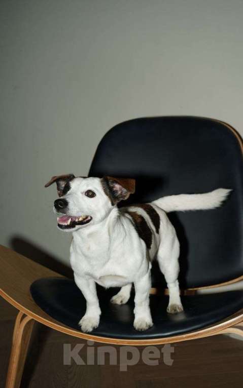 Собаки в Балашихе: Вязка Джек Рассел терьер Мальчик, Бесплатно - фото 2