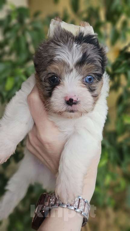 Собаки в Москве: Цветной йорк с голубым глазиком Мальчик, 100 000 руб. - фото 1