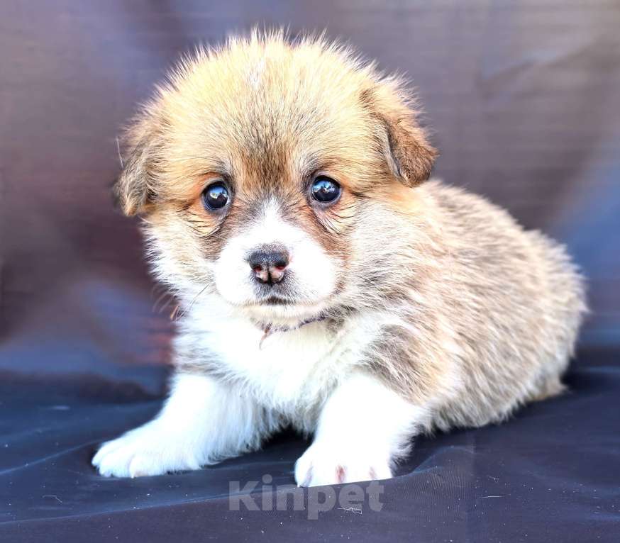 Собаки в Москве: Девочка вельш корги пемброк рыж белая Девочка, 60 000 руб. - фото 3