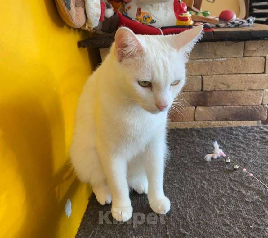 Кошки в Москве: Белая кошечка Пенелопа  ищет дом Девочка, Бесплатно - фото 3