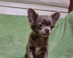 Собаки в Наро-Фоминске: Щенок чихуахуа лиловая девочка Девочка, 60 000 руб. - фото 4