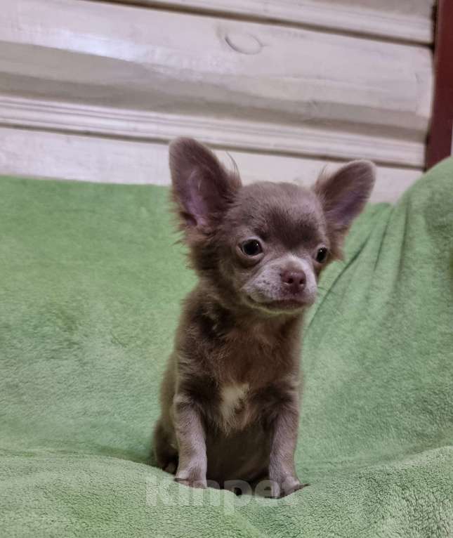 Собаки в Наро-Фоминске: Щенок чихуахуа лиловая девочка Девочка, 60 000 руб. - фото 4