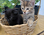 Кошки в Севастополе: Котята Разнополые, Бесплатно - фото 3