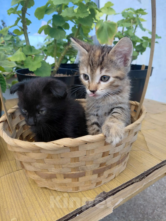 Кошки в Севастополе: Котята Разнополые, Бесплатно - фото 3