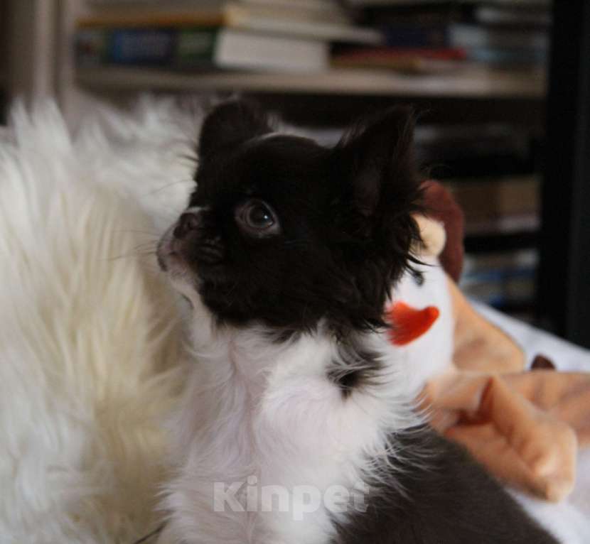 Собаки в Москве: Эксклюзивный мальчик  Мальчик, Бесплатно - фото 3