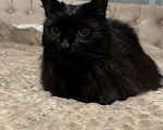 Кошки в Москве: Ищем дом для черной кошечки  Девочка, Бесплатно - фото 2