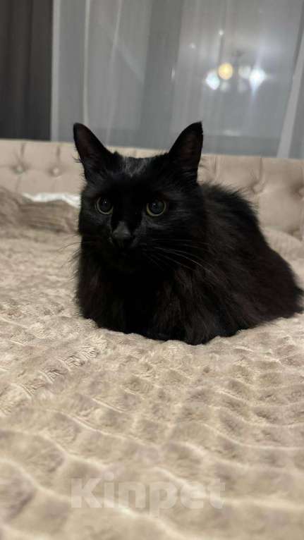 Кошки в Москве: Ищем дом для черной кошечки  Девочка, Бесплатно - фото 2