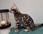 Кошки в Москве: Бенгальский котёнок  Девочка, Бесплатно - фото 3