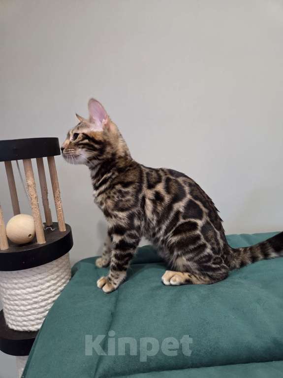 Кошки в Москве: Бенгальский котёнок  Девочка, Бесплатно - фото 3