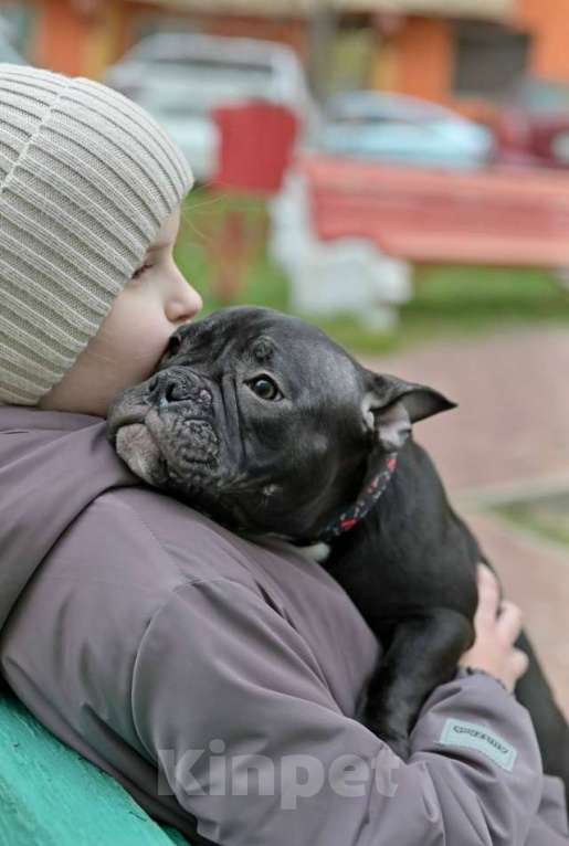 Собаки в Курске: Микро девочка булли Девочка, 100 000 руб. - фото 3