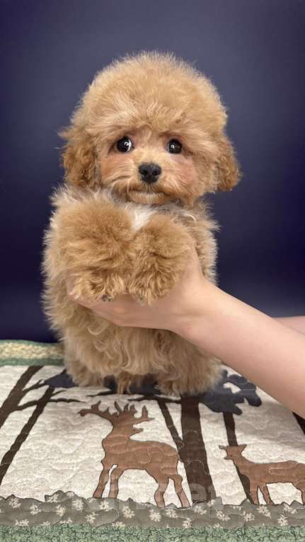 Собаки в Москве: Щенок Мальтипу Мальчик, 100 000 руб. - фото 5