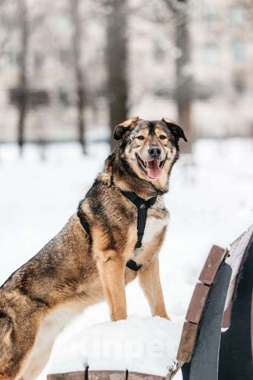 Собаки в Москве: Рони ищет дом Мальчик, Бесплатно - фото 4