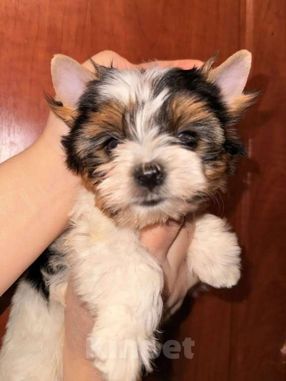 Собаки в Тольятти: Красотка Оливия Лав Девочка, Бесплатно - фото 3