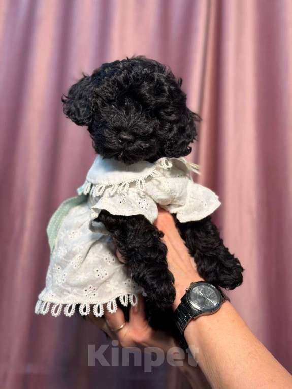 Собаки в Красногорске: Мальтипу девочка Девочка, 60 000 руб. - фото 1