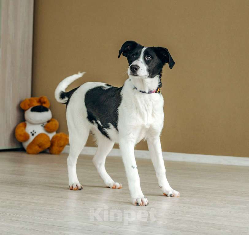 Собаки в Москве: Щенок в Москве бесплатно Девочка, Бесплатно - фото 4