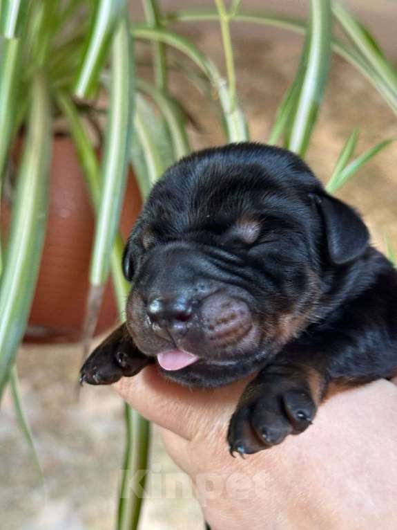 Собаки в Санкт-Петербурге: Щенок добермана в питомнике Версаль Манифик Мальчик, 130 000 руб. - фото 10