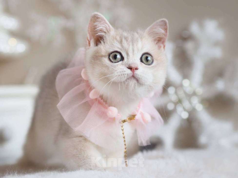 Кошки в Москве: Британская девочка Аура Девочка, 100 000 руб. - фото 4