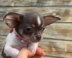 Собаки в Санкт-Петербурге: Чихуахуа девочка-бабочка! Девочка, 85 000 руб. - фото 2