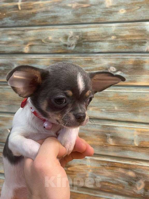 Собаки в Санкт-Петербурге: Чихуахуа девочка-бабочка! Девочка, 85 000 руб. - фото 2