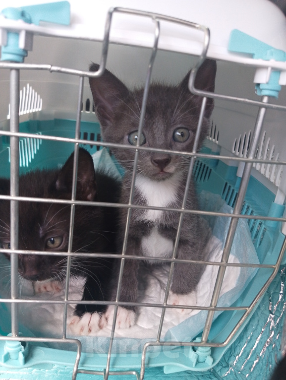 Кошки в Жуковском: Котенок мальчик с ладошку Мальчик, Бесплатно - фото 8